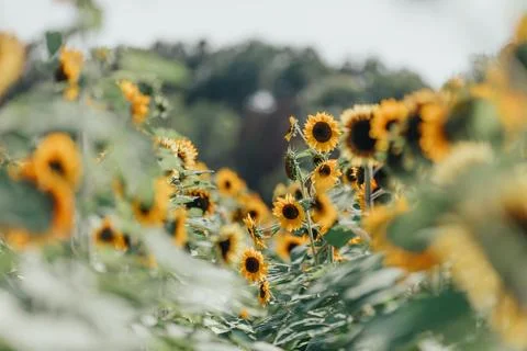 Sunflowers in the field Foto stock