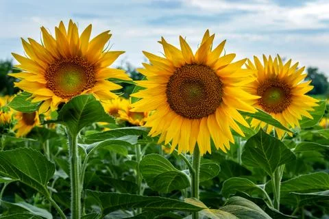 Sunflowers in the field Stock Photos