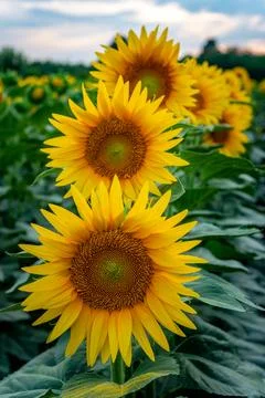 Sunflowers in the field Stock Photos
