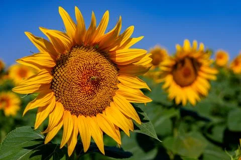 Sunflowers in the field Stock Photos