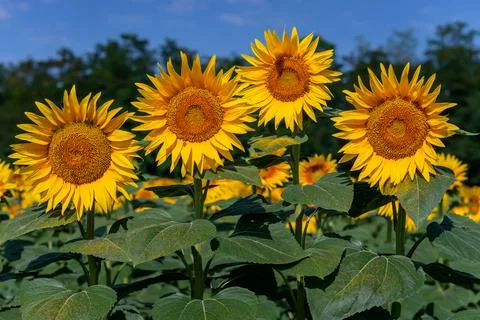 Sunflowers in the field Stock Photos