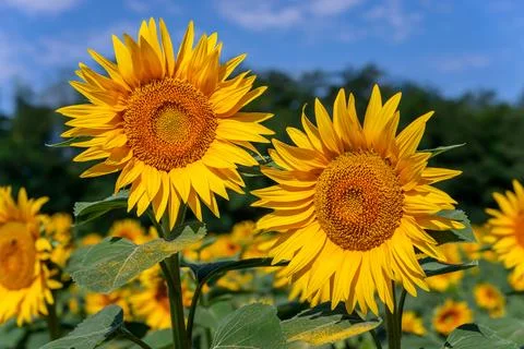 Sunflowers in the field Stock Photos