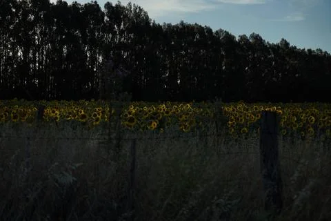 Sunflowers field Stock Photos