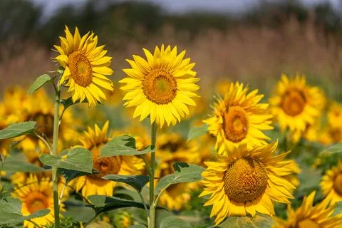 Sunflowers in the field Stock Photos