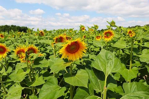 Sunflowers in field Stock Photos