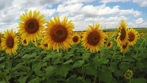 Sunflowers field POV. Calm and serenity concept and healthy lifestyle Stock Footage