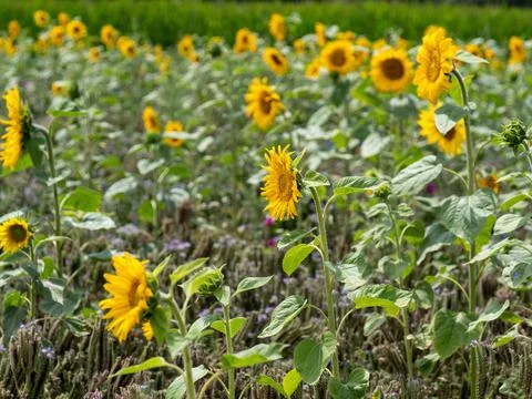 Sunflowers in a field with selective focus on one blossom Stock Photos