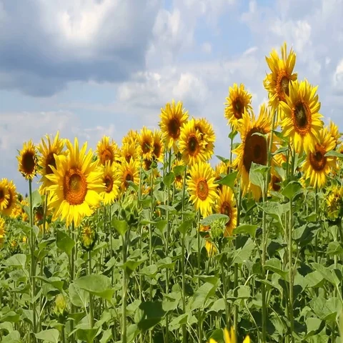 Sunflowers on the field with sky background Stock Footage 69388282