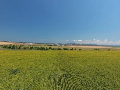 Sunflowers field sky view Video stock 74573625