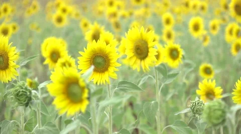 Sunflowers field slow motion Stock Footage 67943457