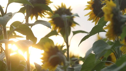 Sunflowers field : soft sunset light effect Stock Footage 89788432