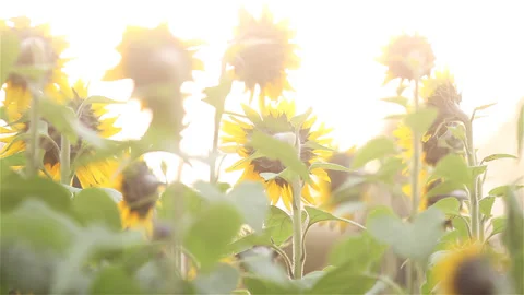 Sunflowers field : subtle breeze and backlight effect Stock Footage 89788113