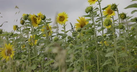 Sunflowers in the field in summer, 4K Stock Footage 222203498