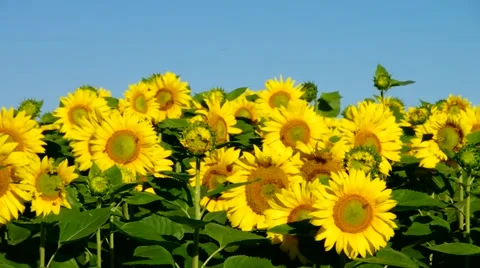 Sunflowers field in summer Stock Footage 50834444