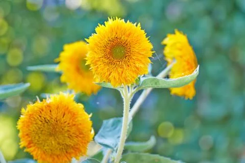 Sunflowers at the field in summer Foto stock