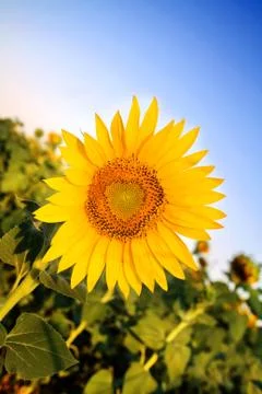Sunflowers in the field in summer Foto stock