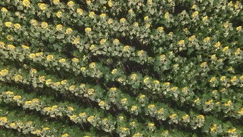 Sunflowers on the field. Sunflower fields and meadows. Sunflower seeds. Stock Footage 302389167