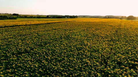 Sunflowers field on sunset, Aerial view. Sunflower Seeds in farm field. Stock Footage 218355174