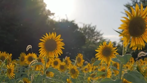 Sunflowers field on sunset background Stock Footage 281348661