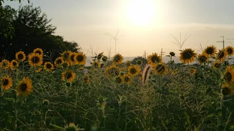 Sunflowers field on sunset background Stock Footage 281349713