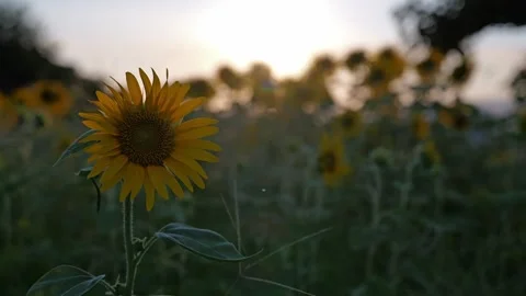 Sunflowers field on sunset background Stock Footage 281349900