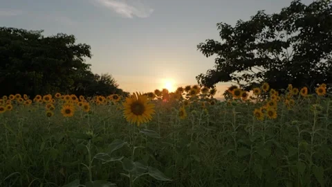Sunflowers field on sunset background Stock Footage 281349997