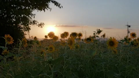 Sunflowers field on sunset background Stock Footage 281350163