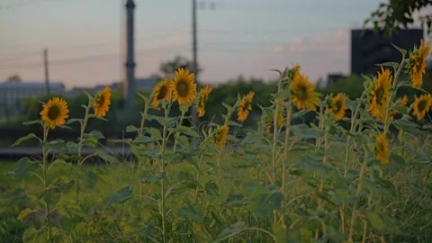 Sunflowers field on sunset background Stock Footage 281350267