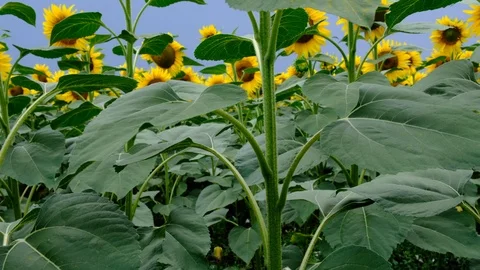 Sunflowers field at sunset in the evening Stock Footage 102493131