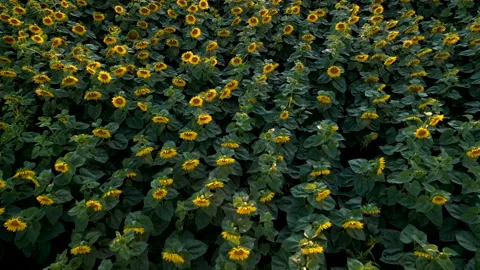 Sunflowers field on sunset. 動画素材 161419294