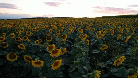 Sunflowers field on sunset. Stock Footage 161419688