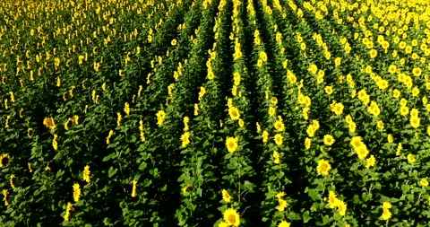 Sunflowers field on sunset. Stock Footage 225054935