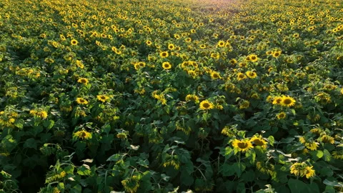 Sunflowers field on sunset. Stock Footage 226448031