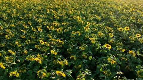 Sunflowers field on sunset. Stock Footage 226448239