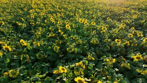 Sunflowers field on sunset. Stock Footage 226448278