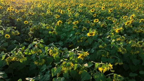 Sunflowers field on sunset. Stock Footage 226448907
