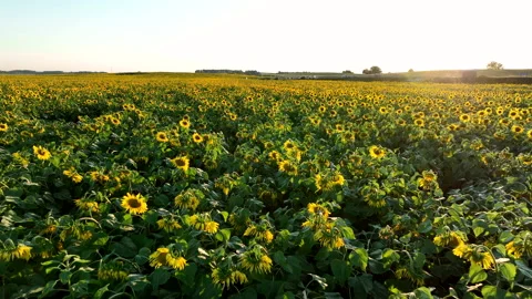 Sunflowers field on sunset. Stock Footage 226449411