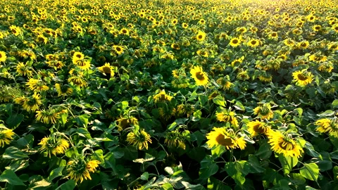 Sunflowers field on sunset. Stock Footage 226449436