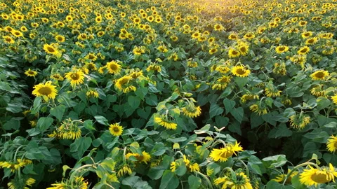 Sunflowers field on sunset. Harvesting Sunflower Seeds in agriculture. Vidéo 212951653