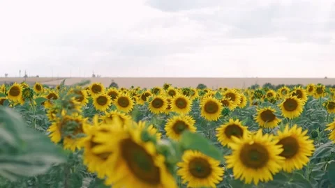Sunflowers field on sunset, slow motion Stock Footage 202882445
