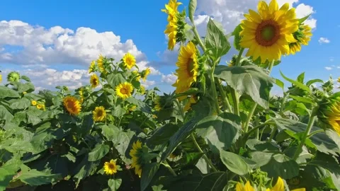 Sunflowers field at sunset with white clouds and blue sky. Sunflower harvesti Stock Footage 221111932