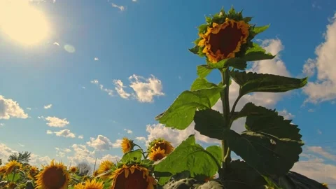 Sunflowers field at sunset with white clouds and blue sky. Sunflower harves.. Vídeos de archivo 226680935