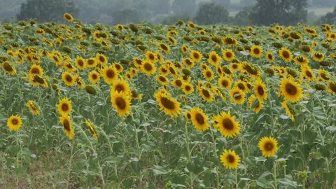 Sunflowers field swaying in the wind during a stormy day Stock Footage 340281108