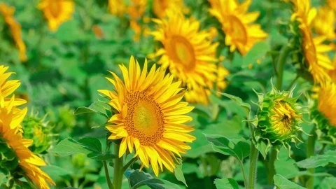 Sunflowers in field swaying from wind Stock Footage 77769107