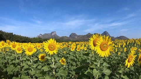 Sunflowers in the Field Swaying in the Wind. Video stock 99091886
