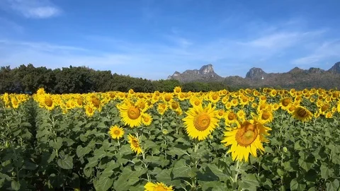 Sunflowers in the Field Swaying in the Wind. Stock Footage 99093766