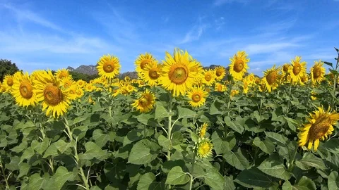 Sunflowers in the Field Swaying in the Wind. Stock-Footage 99094542