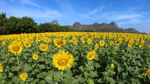 Sunflowers in the Field Swaying in the Wind. Stock-Footage 99096953