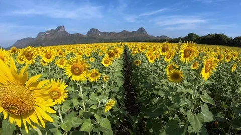 Sunflowers in the Field Swaying in the Wind. Stock Footage 99098604