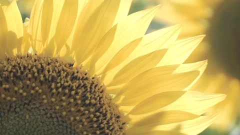 Sunflowers in the field swaying in the wind Stock Footage 111956891
